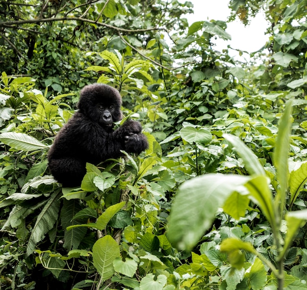 Gorila de montaña joven en el Parque Nacional de Virunga, África, República Democrática del Congo, África Central.