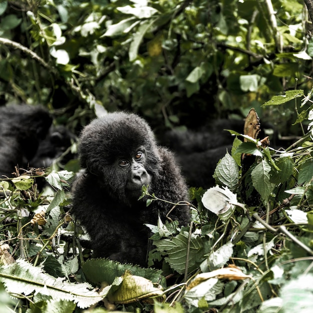 Gorila de montaña joven en el Parque Nacional de Virunga, África, República Democrática del Congo, África Central.