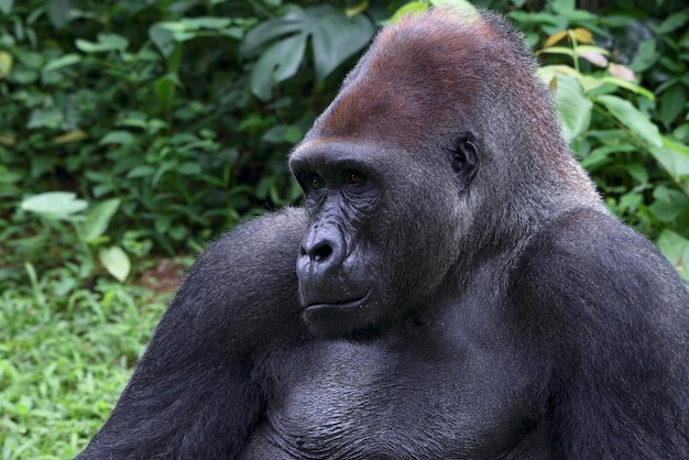 Un gorila se sienta en la selva.