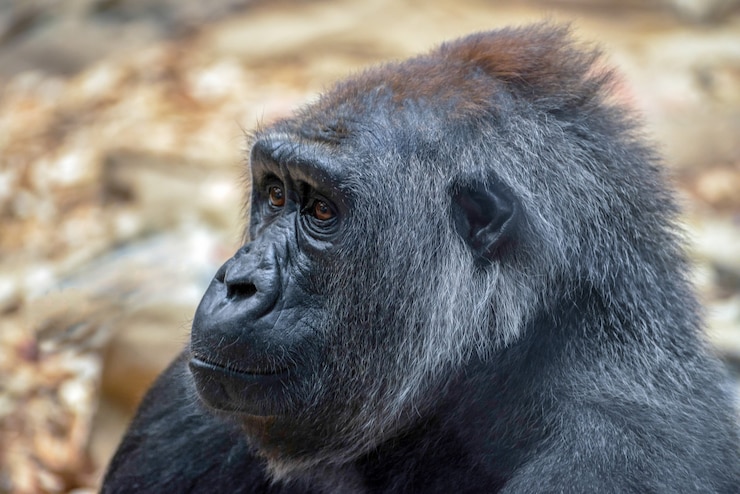 Foto gorila de las tierras bajas occidentales (gorilla gorilla gorilla)