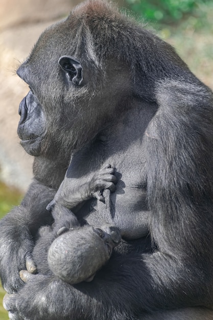 Gorila de las tierras bajas occidentales hembra con bebé, bebé chupando el pecho de su madre, con luz solar