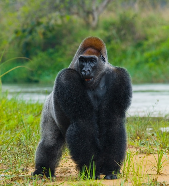 Gorilas das planícies em estado selvagem. República do Congo