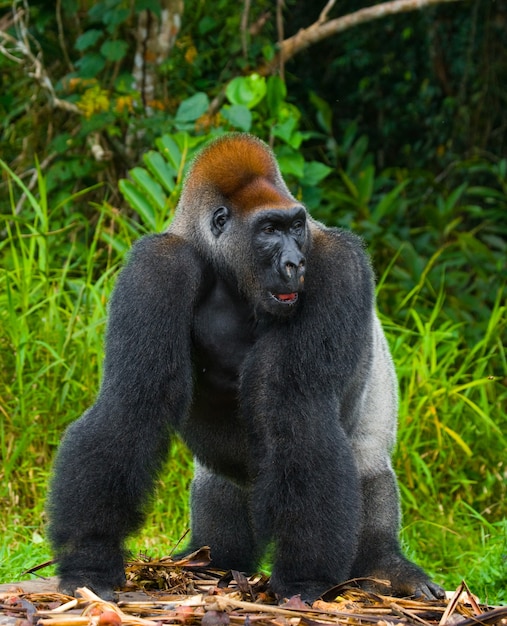 Gorilas das planícies em estado selvagem. República do Congo