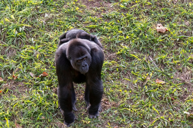 Gorilas são primatas herbívoros que habitam as florestas da África central.