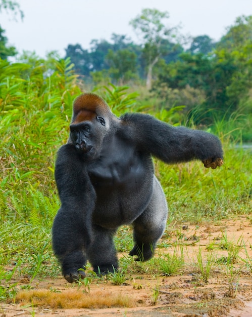 Los gorilas de las tierras bajas en estado salvaje. República del congo