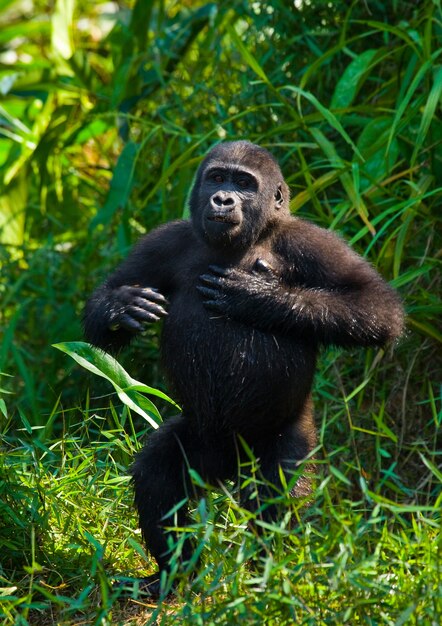 Los gorilas de las tierras bajas en estado salvaje. República del congo