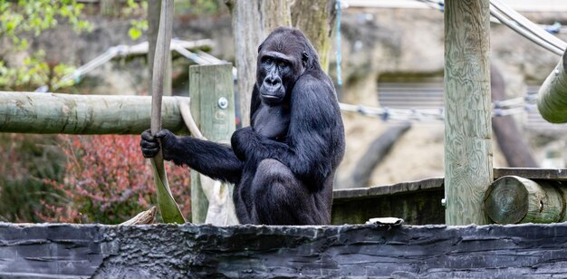 Gorilla, der am Zoo sitzt