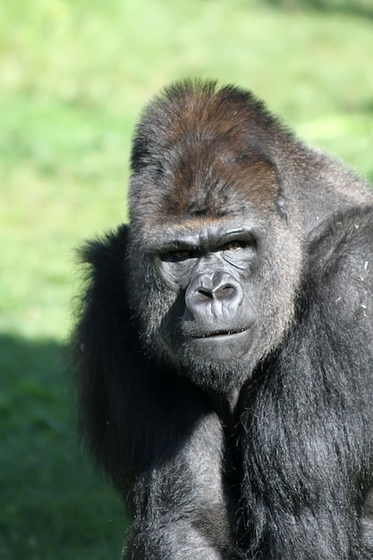 Gorilla in der Natur