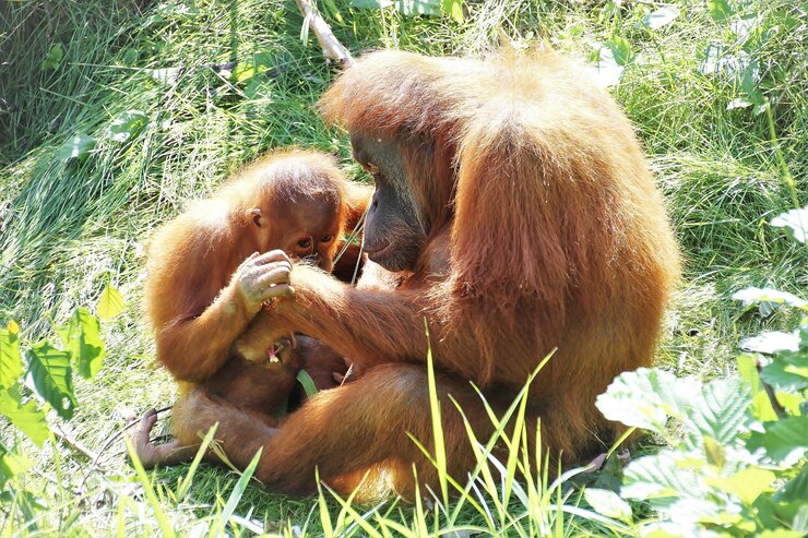 Foto gorilla mutter mit art