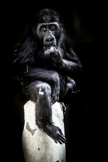 Gorilla sitzt auf einem Felsen im Zoo