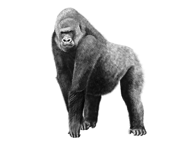 Gorilla