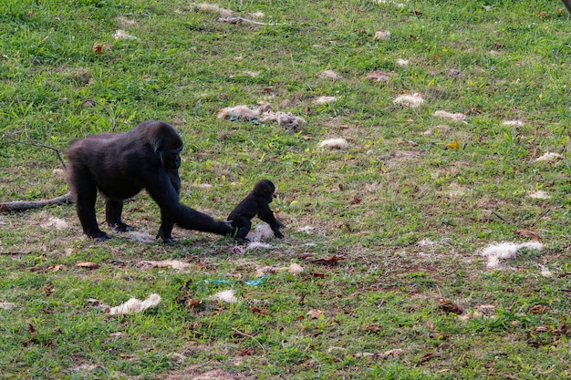 Gorillas sind pflanzenfressende Primaten, die die Wälder Zentralafrikas bewohnen.