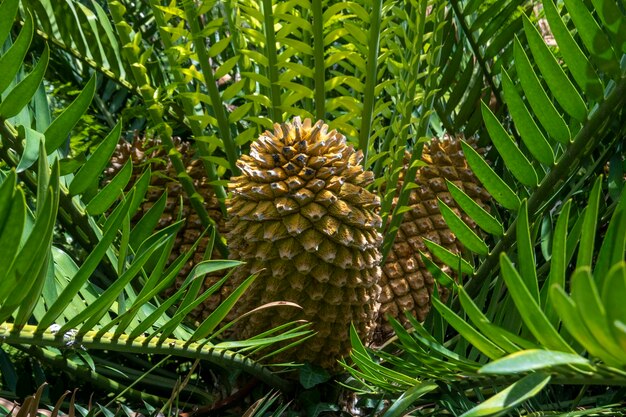 Gorongowe Cycad Encephalartos manikensis