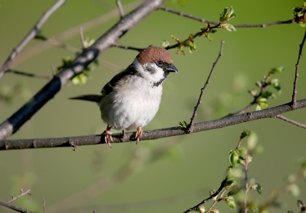 Gorrión de árbol euroasiático (Passer montanus) en plumaje nupcial