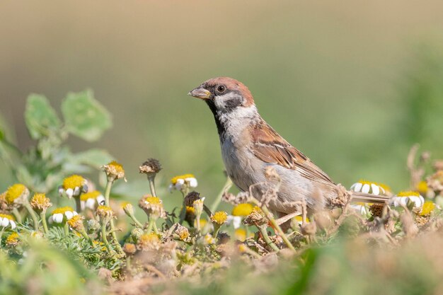 Gorrión de árbol euroasiático (Passer montanus) Toledo, Málaga