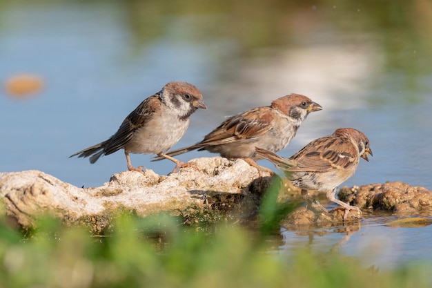 Gorrión de árbol euroasiático (Passer montanus) Toledo, Málaga