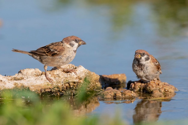 Gorrión de árbol euroasiático (Passer montanus) Toledo, Málaga