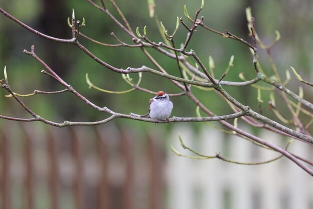 Foto el gorrión cantor posado en una rama del árbol