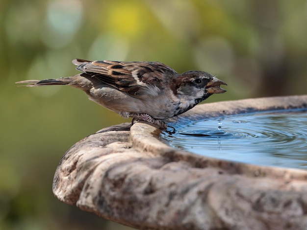 gorrión de la casa. (Passer domesticus).