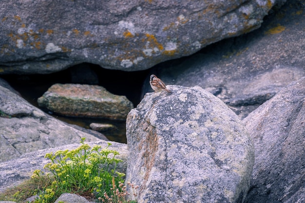 Foto gorrión cerca del faro de muxia galicia españa