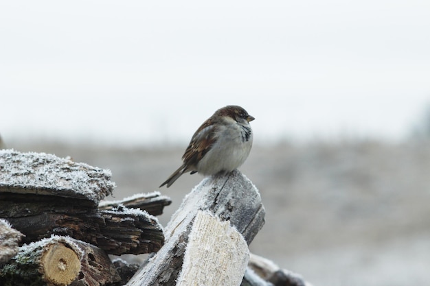 gorrión divertido sentado en la leña con escarcha en invierno