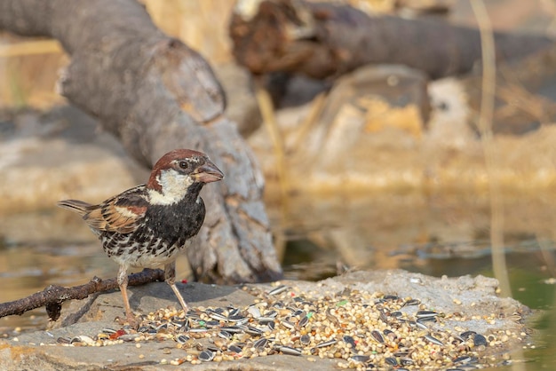 Foto gorrión español passer hispaniolensis málaga españa