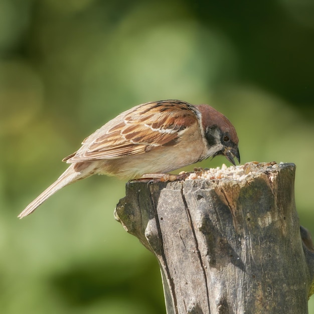 Gorrión Los gorriones son una familia de pequeñas aves paseriformes Passeridae. También se les conoce como gorriones verdaderos o gorriones del Viejo Mundo, nombres que también se usan para un género particular de la familia Passer.