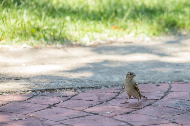 Gorrión hembra en un parque de pie