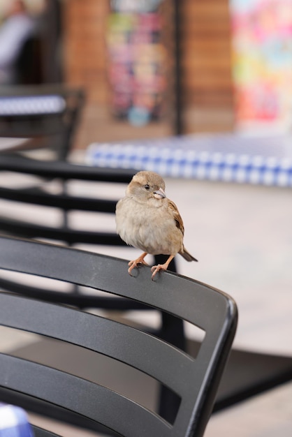 Gorrión hembra sentada en una silla restaurante terraza respaldo