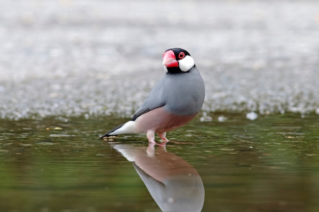 Gorrión de Java Lonchura oryzivora Beautiful Birds of Thailand