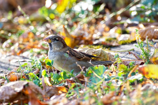 gorrión macho entre hojas de otoño primer plano