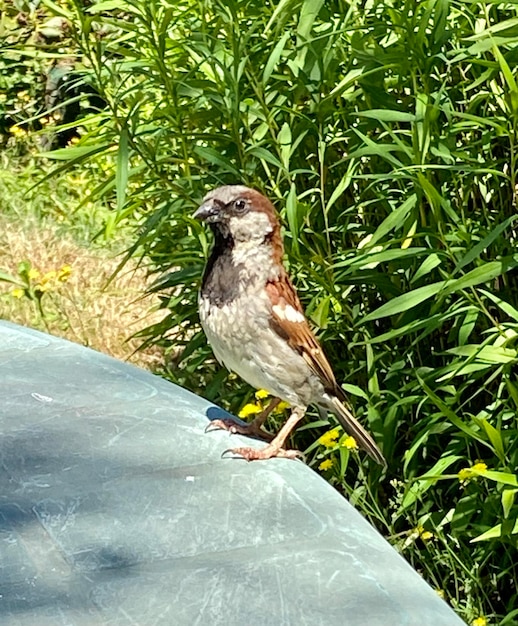 Gorrión en la mesa del comedor en el jardín