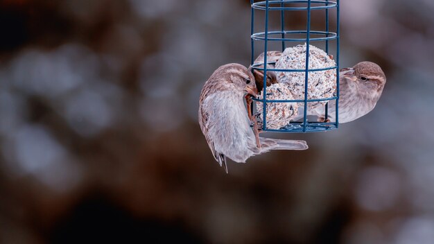 Gorrión o pinzón comiendo pájaro