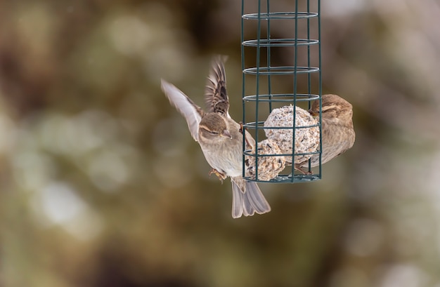 Foto gorrión o pinzón comiendo pájaro