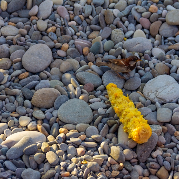 Gorrión pájaro y mazorca de maíz en guijarros en la playa del mar