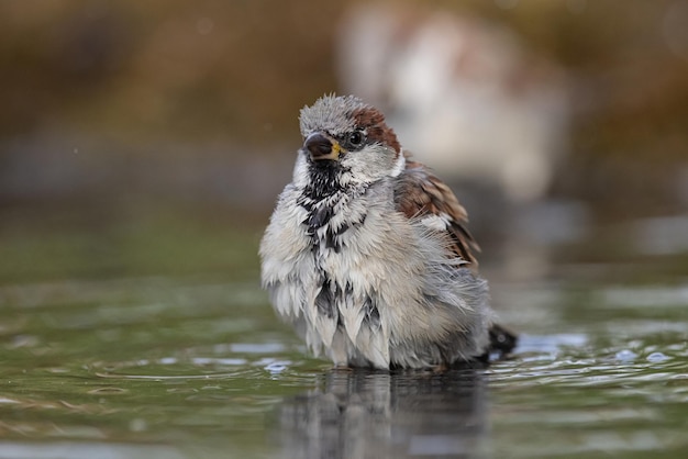 Gorrión Passer domesticus un joven gorrión se está bañando