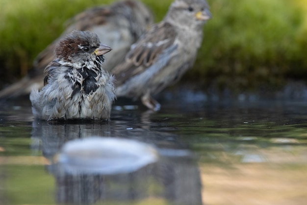 Gorrión Passer domesticus un joven gorrión se está bañando