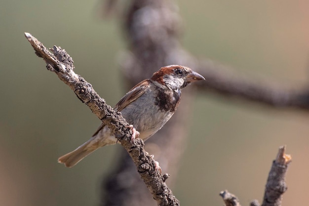 Gorrión Passer domesticus Málaga España