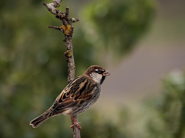 Gorrión (Passer domesticus). Pájaro en su entorno natural.