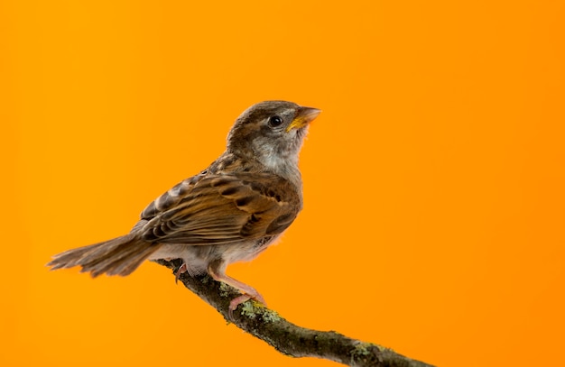 Gorrión, Passer domesticus, posado en una rama delante de un fondo naranja