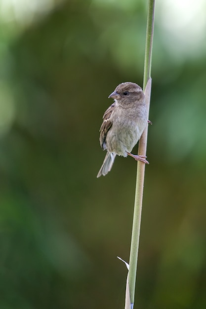 Gorrión (Passeridae) aferrado a un tallo