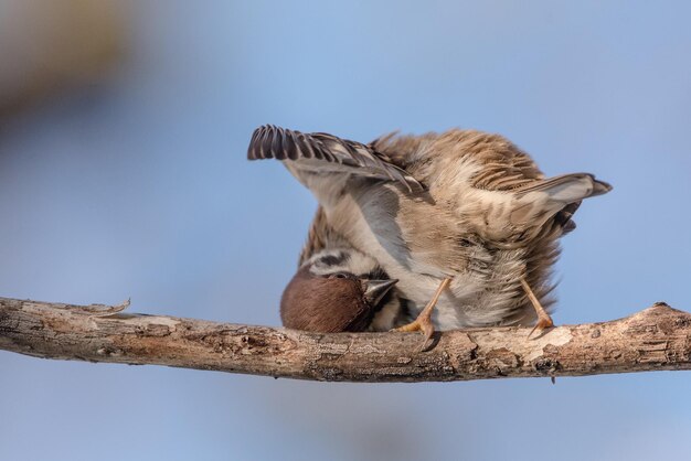 Foto el gorrión posado en una rama