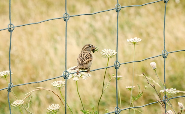 gorrión posado en una valla de alambre comiendo un insecto que ha atrapado