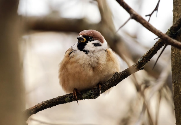 Gorrión en la rama Passer montanus