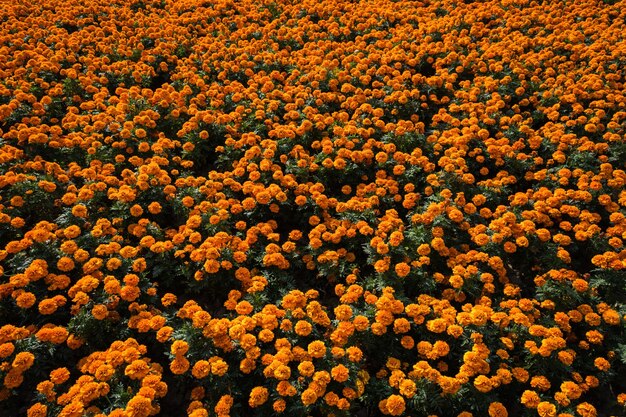 El gorrión se sienta en una cama de flores anaranjadas.