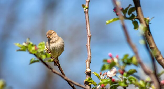 Un gorrión se sienta en una rama de un manzano en flor y mira hacia abajo de cerca