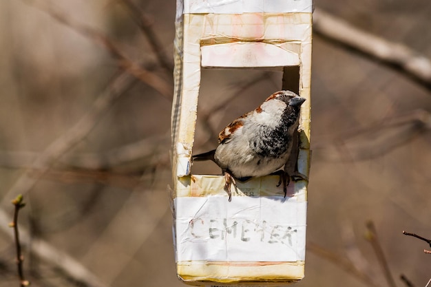 El gorrión voló hacia el comedero para pájaros.