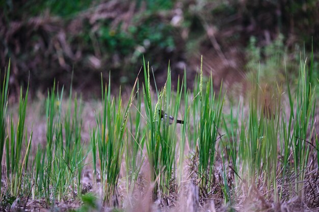 Los gorriones se alimentan en los campos de arroz cosechados