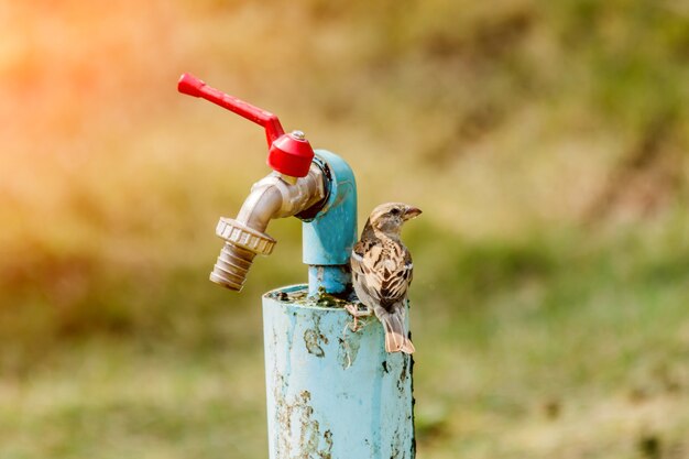 Los gorriones beben agua en el parque.