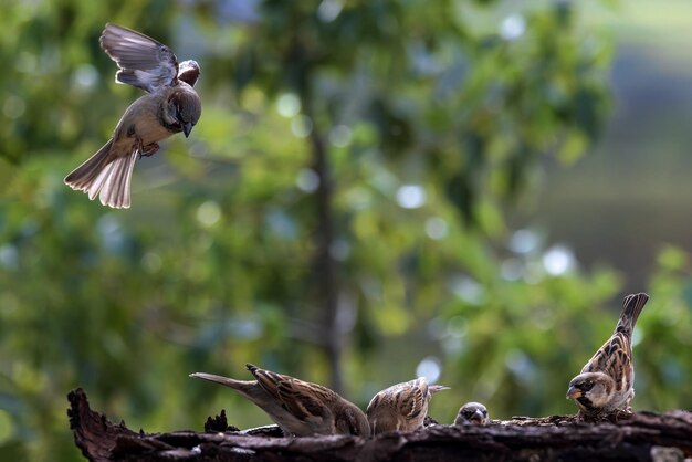 Gorriones domésticos Passer domesticus